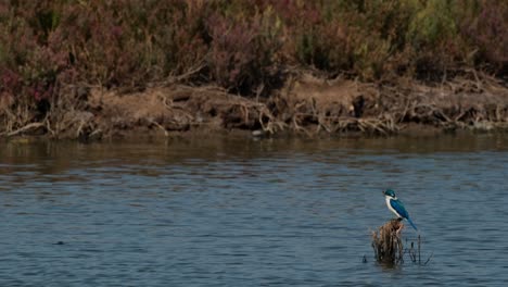 Mirando-Hacia-La-Izquierda-Mientras-Descansa-Sobre-Una-Percha-En-El-Lado-Derecho,-El-Martín-Pescador-De-Collar-Todiramphus-Chloris,-Tailandia