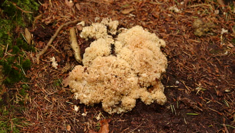 Wide-shot-of-cauliflower-fungus-on-a-forest-floor-at-Blackwater-Arboretum