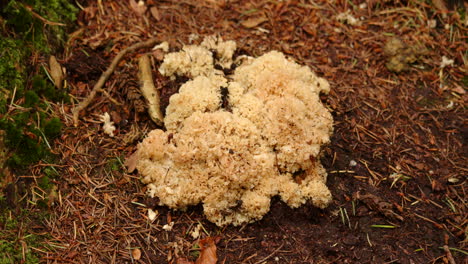 Plano-Amplio-De-Hongo-Coliflor-En-El-Suelo-De-Un-Bosque-En-El-Arboreto-De-Aguas-Negras