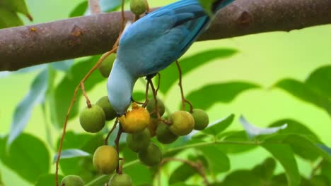 Blue-gray-Tanager-feeding-on-berries-among-lush-green-foliage,-vibrant-close-up