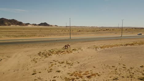 Two-camels-eat-grass-in-sandy-desert-near-asphalt-highway-on-hot-sunny-day