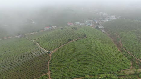 Riesige,-In-Nebel-Versunkene-Teehügel-In-Moc-Chau,-Vietnam