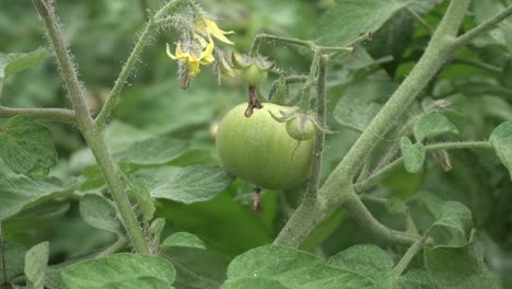 Tomatoes-have-grown-on-the-tree