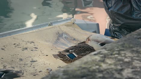 Stockenten-Auf-Einem-Boot-In-Venedig