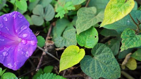 Hermosa-Flor-Rosa-De-Cerca