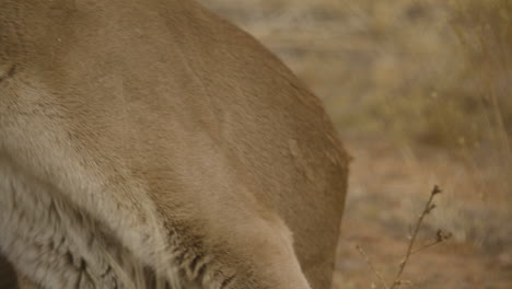 Weiblicher-Puma,-Der-Aufsteht-Und-In-Zeitlupe-Davongeht