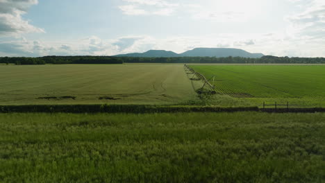Ein-Bewässerungssystem-Auf-Einem-Riesigen-Grünen-Feld-In-Dardanelle,-Arkansas,-Luftaufnahme