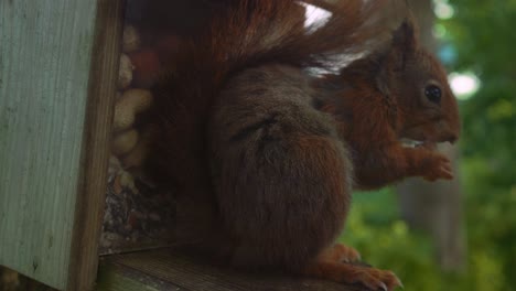 Nahaufnahme-Eines-Roten-Nagetierhörnchens,-Das-Schnell-Erdnüsse-In-Einer-Nussbude-Frisst