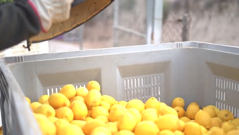 Recogiendo-Limones-De-Los-árboles-De-Cítricos-Y-Los-Trabajadores-Agrícolas-Arrojándolos-Desde-El-Capazo-A-Cajas,-Seleccionando-Los-Mejores-Con-Las-Manos