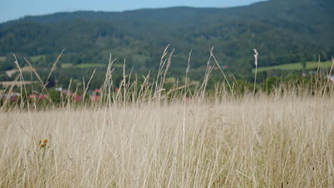 Tall-grass-field-gently-swaying-in-countryside-mountains,-close-up