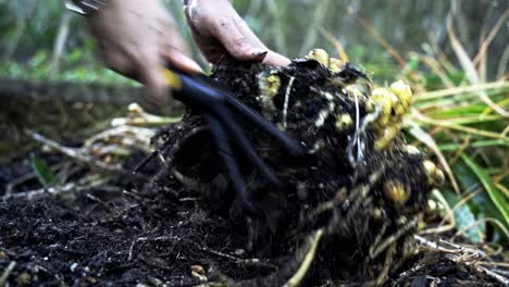 Great-quality-Footage-of-Seasonal-Ginger-Harvesting-being-cleaned-off-using-a-gardening-tool