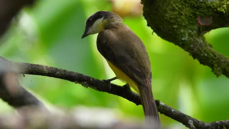 Großer-Gelbschnabel-Königsvogel-Thront-Auf-Ast,-Nationalpark-Los-Nevados,-Kolumbien