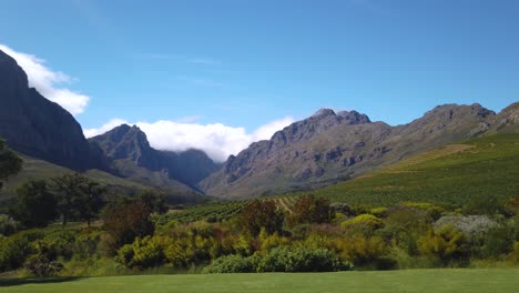 Pan-of-vineyard-and-background-mountains-in-Stellenbosch,-South-Africa