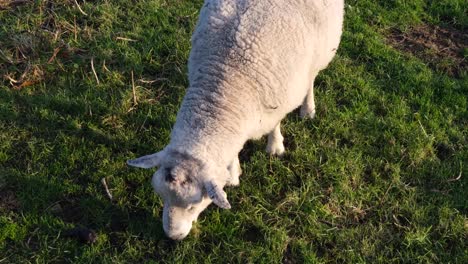 Top-down-of-a-fluffy-white-sheep-gazing-in-field-and-eating-grass-in-rural-English-countryside-on-the-Somerset-Levels-in-the-West-Country-UK