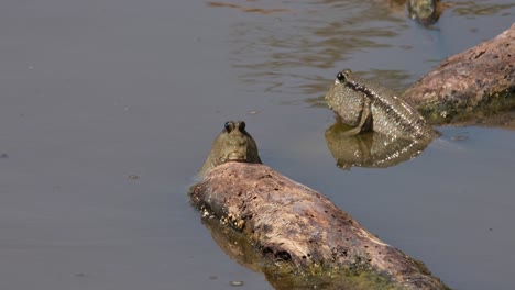 Se-Ve-A-Dos-Individuos-Descansando-Sobre-Madera-Flotante-Y-Luego-Uno-A-La-Izquierda-Guiña-El-Ojo-Izquierdo,-Periophthalmus-Chrysospilos,-Saltador-De-Barro-Con-Manchas-Doradas,-Tailandia