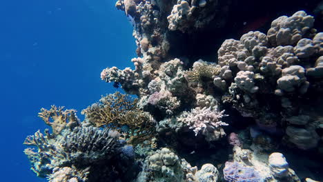 Vibrant-coral-reefs,-tropical-fish,-turquoise-Red-Sea