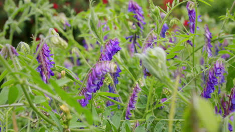 Weißschwanzhummel,-Bombus-Lucorum,-Auf-Der-Suche-Nach-Nektar-Auf-Futterwickenblüte-An-Windigen,-Sonnigen-Tag-Im-Garten