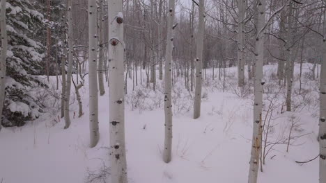 Verschneiter-Schneesturm-Winter-Espenwald-Schneemassen-Pitkin-County-Wildnis-Luftdrohne-Rocky-Mountains-Colorado-Basalt-Carbondale-Sopris-Maroon-Bells-Ashcroft-Independence-Pass-Langsame-Rückwärtsbewegung