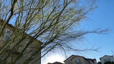 POV-Caminando-Por-Largas-Ramas-De-Un-árbol-De-Jardín-En-Un-Vecindario-Urbano-Temprano-En-La-Mañana-Con-Un-Cielo-Azul-Claro