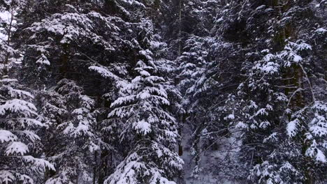 Luftaufnahme-Eines-Waldes-Bei-Starkem-Schneefall