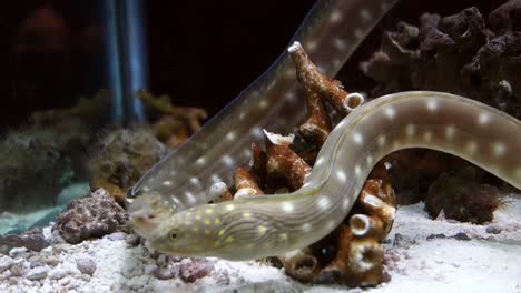 eel-couple-courting-in-underwater-aquarium,-close-view