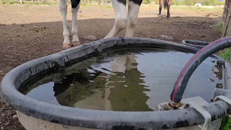 American-Paint-Horse-drinking-water-from-a-trough,-close-up-view