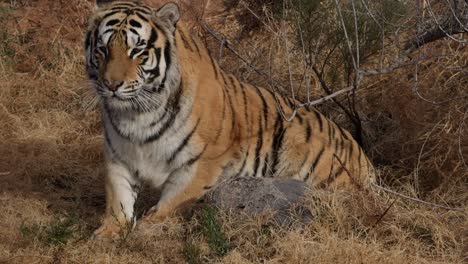 Bengalischer-Tiger-Steht-Von-Seiner-Ruhepause-Auf-Und-Geht-In-Zeitlupe-Davon