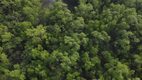 Vista-Aérea-De-Sundarban,-Que-Es-Uno-De-Los-Bosques-De-Reserva-De-Tigres-Más-Grandes-De-Asia.