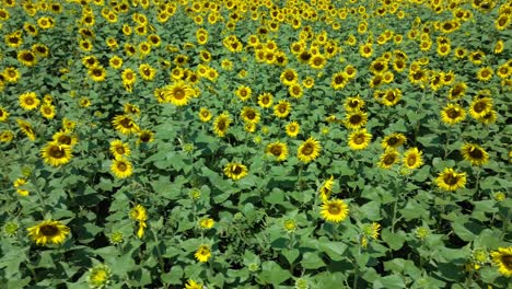 Luftaufnahme-Des-Sonnenblumenfeldes-An-Einem-Sonnigen-Tag