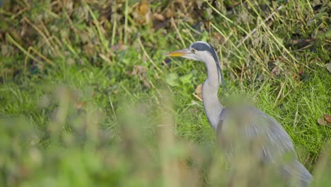 Grey-heron-bird-in-fresh-grassy-wetland,-lightly-treading-in-grass