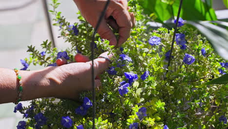 Die-Hand-Eines-Erfahrenen-Gärtners-Schneidet-An-Einem-Sonnigen-Tag-Eine-Blaue-Blume