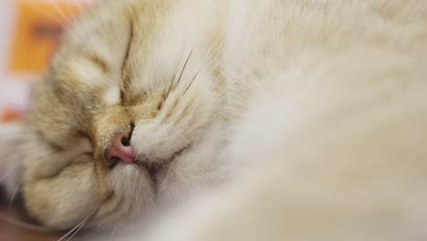 Extreme-Nahaufnahme-Des-Kopfes-Einer-Schlafenden-Katze,-Die-Sich-Ins-Haus-Kuschelt
