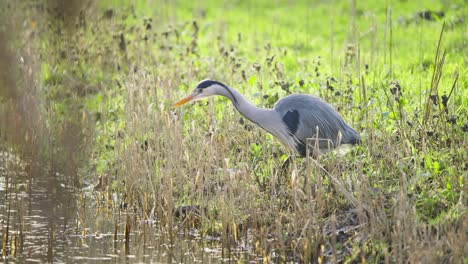 Graureiher-Vogel-Watet-Im-Fluss-Feuchtgebiet-Schilf,-Auf-Der-Suche-Nach-Nahrung