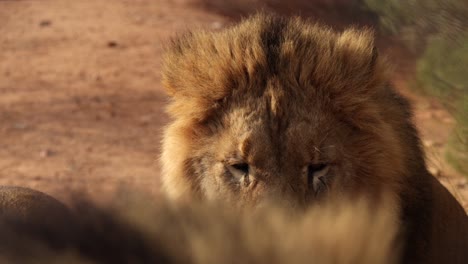 male-lion-closeup-scars-blinks-and-turns-head-slomo-other-lion-foreground