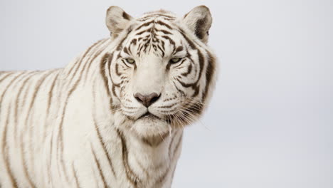 White-tiger-standing-stoicly-on-blue-sky-background