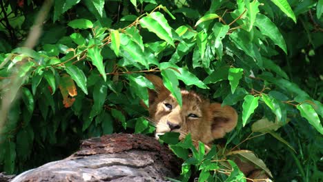 Sleepy-Lion-Cub-Resting-Behind-Bushes-In-Masai-Mara-Park,-Kenya,-Africa