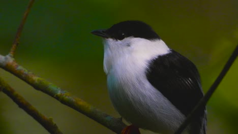 A-close-up-of-a-White-bearded-Manakin,-Manacu-manacus-as-it-perches-on-a-tiny-twig-on-a-tree-in-Tayrona-National-Park,-in-Minca,-Colombia,-in-South-America