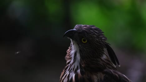 Looking-up-and-turns-its-head-to-the-right-while-insects-bother-this-bird,-Pinsker's-Hawk-eagle-Nisaetus-pinskeri,-Philippines
