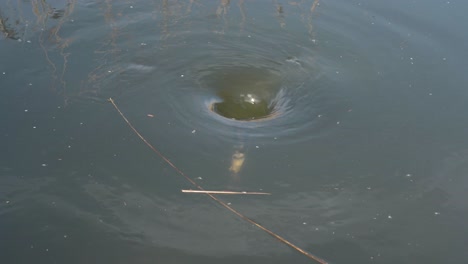 Nahaufnahme-Eines-Wasserwirbels-In-Der-Mitte-Eines-Sees,-Der-Im-Uhrzeigersinn-Rotiert-Und-Dabei-Einige-Trümmer-In-Den-Wasserwirbel-Zieht