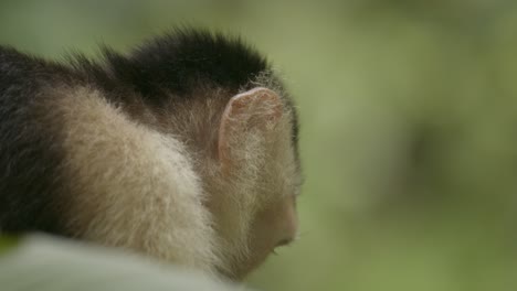 Relaxed,-contented-white-face-Capuchin-monkey-eats-banana-in-Costa-Rica-rainforest