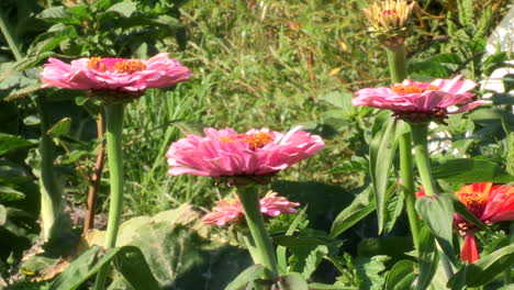 Pink-Zinnia-flowers-amidst-the-greenery-of-plants-and-herbs