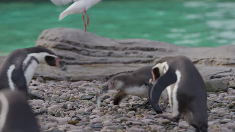 Cerca-De-Un-Joven-Pingüino-De-Humboldt-Alimentado-Con-Peces-Rodeado-De-Una-Colonia-Con-Etiquetas-En-El-Zoológico