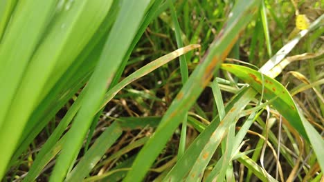 Lush-Green-Grass---tracking-shot