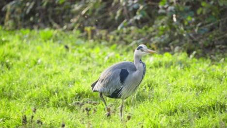 Pájaro-Garza-Gris-Caminando-Sobre-Hierba-Verde-De-Humedal-Con-Moscas-Zumbando