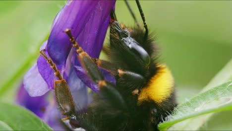 Bumblebee-looking-for-nectar-with-Proboscis