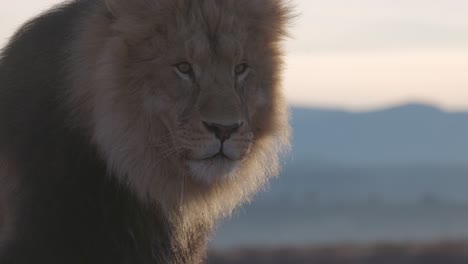 Sabbernder-Löwe-Im-Sonnenaufgang,-Nahaufnahme