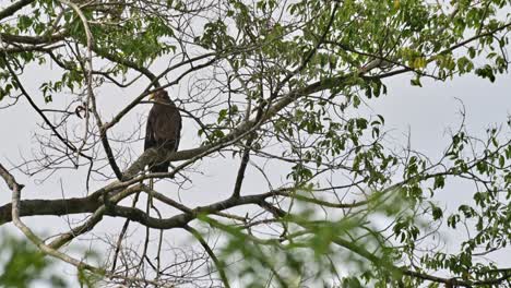 La-Cámara-Se-Aleja-Y-Revela-A-Este-Individuo-Justo-Detrás-De-Las-Ramas,-águila-Serpiente-Crestada-Spilornis-Cheela,-Tailandia