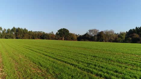 Grüne-Felder-Im-Frühling-Mit-Blauem-Himmel-Im-Hintergrund