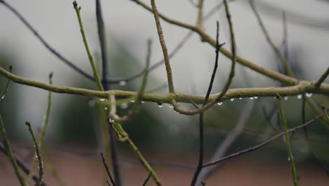 Water-Drops-on-Tree-Branches-During-Rainy-Day,-Close-Up-Detail-Slow-Motion