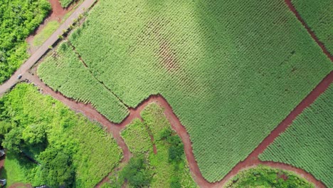 Vibrant-sugarcane-fields-intersected-by-muddy-river,-lush-greenery,-aerial-view